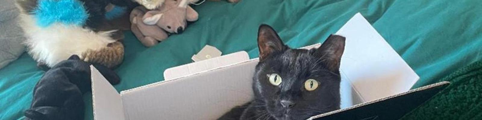Convenient Cat Carrier Box!