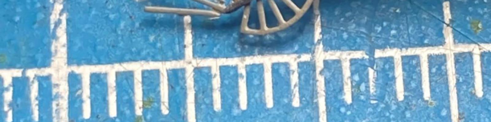 15 Fan Antennae 3