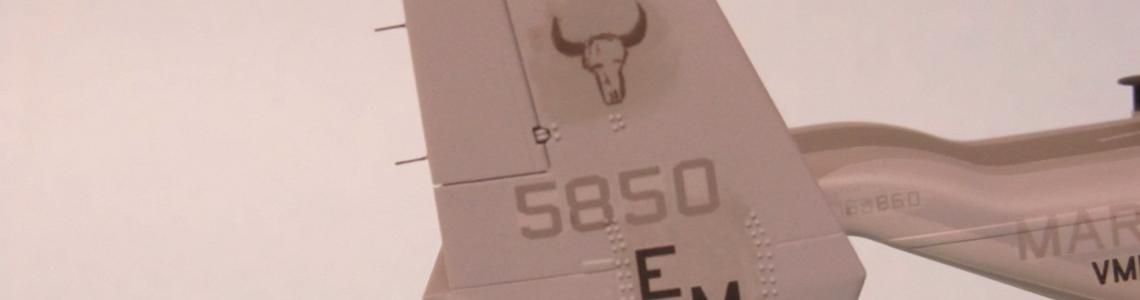 Fin Markings and Whiskers