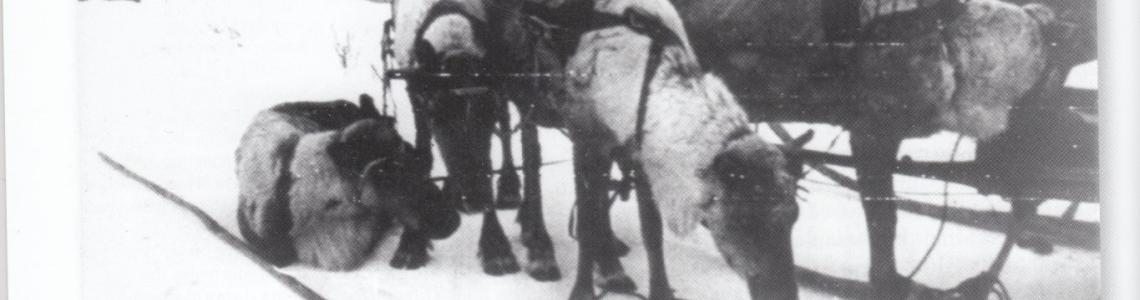 Russian naval reindeer