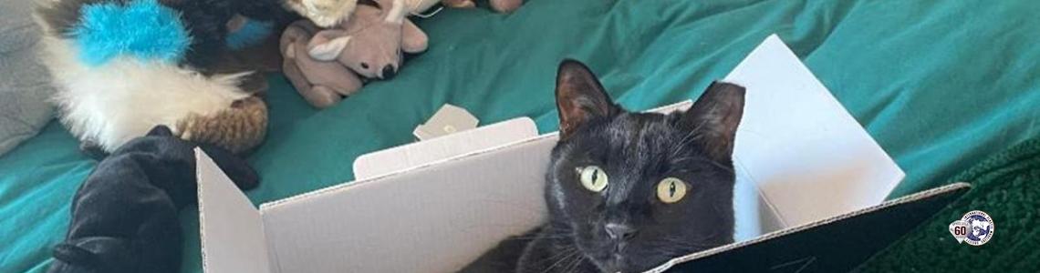 Convenient Cat Carrier Box!