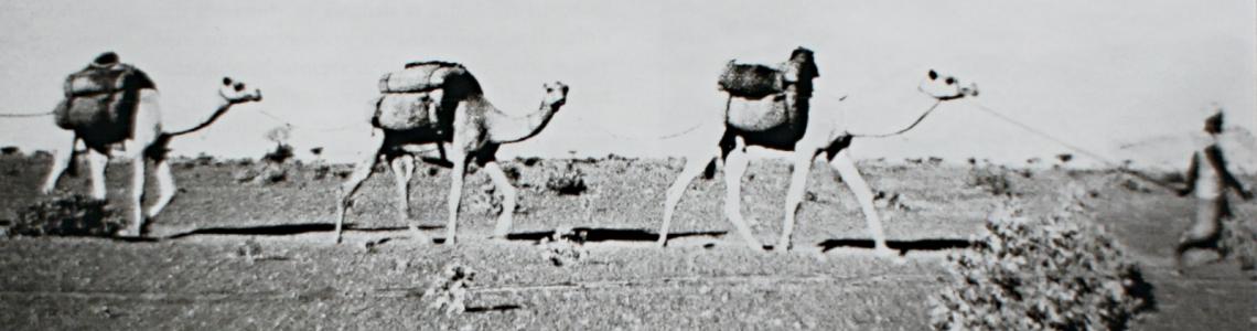 In 1964, camel trains were the common means of transportation of goods throughout Oman